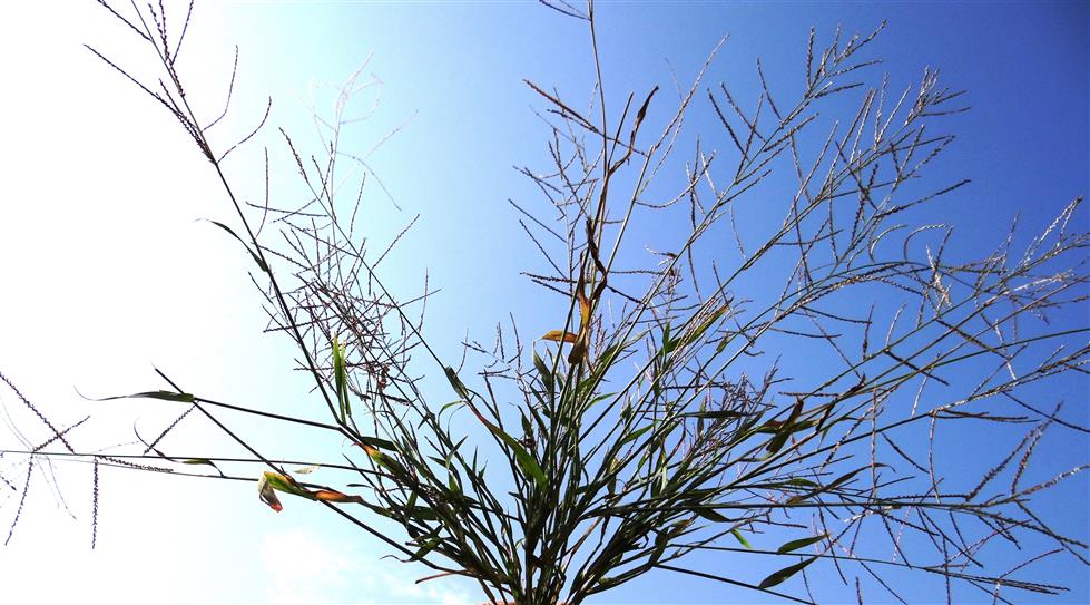 Dinebra panicea